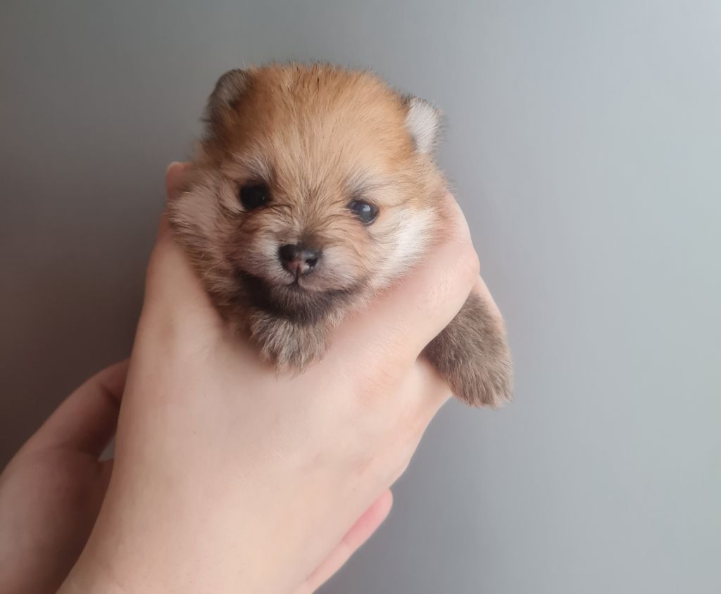 Du Royaume Des Poms D'Or - Chiot disponible  - Spitz allemand