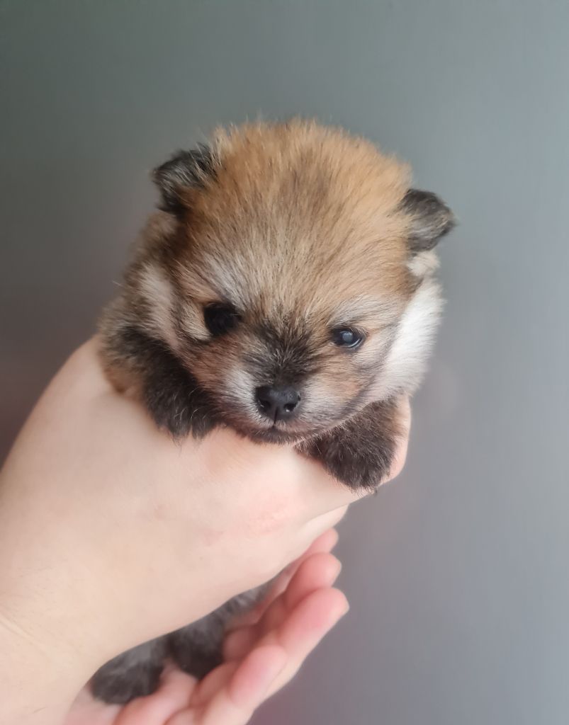 Du Royaume Des Poms D'Or - Chiot disponible  - Spitz allemand