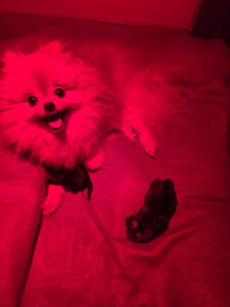 Chiot Spitz allemand Du Royaume Des Poms D'Or