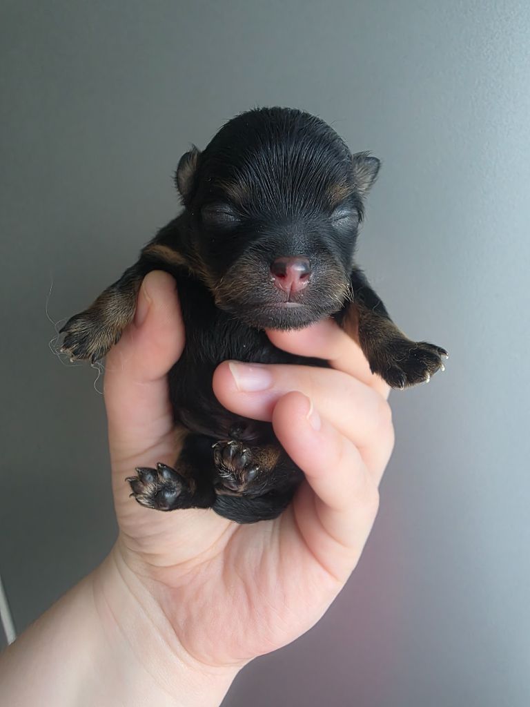 Du Royaume Des Poms D'Or - Chiots disponibles - Spitz allemand